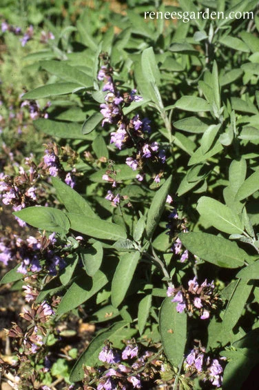 Culinary Sage 4 Culinary Sage - Image 2