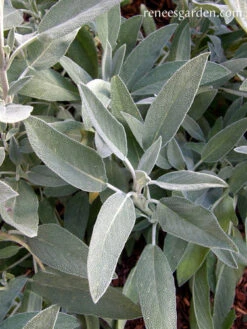 Culinary Sage 9 Culinary Sage -Parkseed Shop sage culinary 72dpi 2