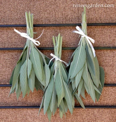 Culinary Sage 6 Culinary Sage - Image 4