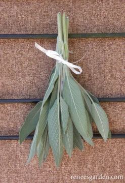 Italian Aromatic Sage -Parkseed Shop sage italian aromatic 72dpi 02