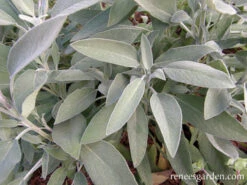 Italian Aromatic Sage -Parkseed Shop sage italian aromatic 72dpi 03