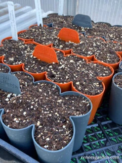 Sili-Seedlings Silicone Seed Starting Trays 23 Sili-Seedlings Silicone Seed Starting Trays -Parkseed Shop sili seedlings lindsay1