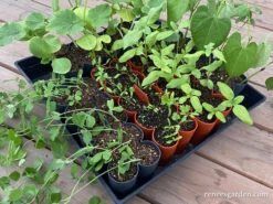 Sili-Seedlings Silicone Seed Starting Trays 16 Sili-Seedlings Silicone Seed Starting Trays -Parkseed Shop sili seedlings lindsay3