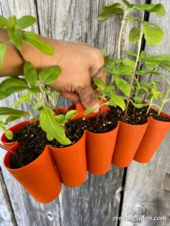 Sili-Seedlings Silicone Seed Starting Trays 21 Sili-Seedlings Silicone Seed Starting Trays -Parkseed Shop sili seedlings lindsay6