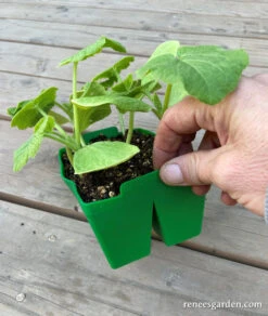 Sili-Seedlings Silicone Seed Starting Trays 17 Sili-Seedlings Silicone Seed Starting Trays -Parkseed Shop sili seedlings lindsay8