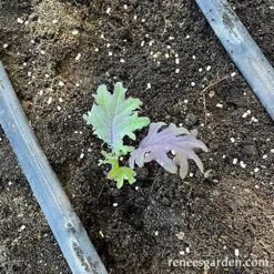 Sluggo Plus -Parkseed Shop sluggo plus web2