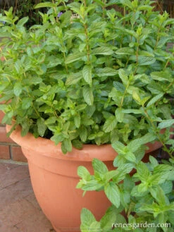 Heirloom Spearmint -Parkseed Shop spearmint 72dpi 03