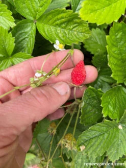 Mignonette -Parkseed Shop strawberry alpine mgnonette