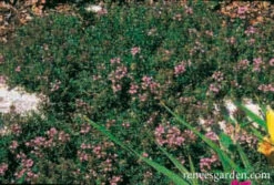 Creeping Thyme -Parkseed Shop thyme creeping 72dpi 03