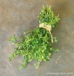Creeping Thyme -Parkseed Shop thyme creeping 72dpi 04