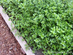 Creeping Thyme -Parkseed Shop thyme creeping 72dpi 05