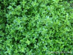 Creeping Thyme -Parkseed Shop thyme creeping 72dpi 06