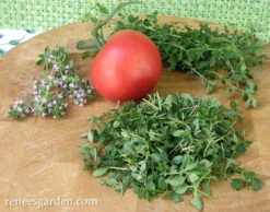 Creeping Thyme -Parkseed Shop thyme creeping 72dpi 08