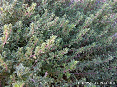 English Thyme 4 English Thyme - Image 2