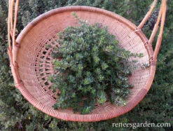 English Thyme 8 English Thyme -Parkseed Shop thyme english 72dpi 2