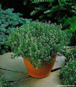 French Thyme -Parkseed Shop thyme french2 4c695667 4476 48f8 a389 46a4ebc8dd69