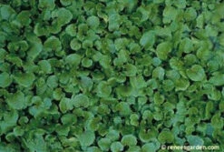 English Watercress -Parkseed Shop watercress english2 4f11e974 0cba 4eb0 95df 14d28fba7a70