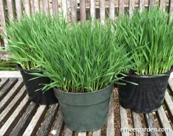 Wheatgrass For Juicing -Parkseed Shop wheatgrass web 01