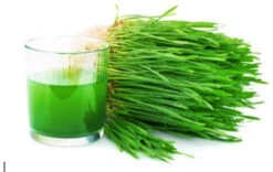 Wheatgrass For Juicing -Parkseed Shop wheatgrass web 02