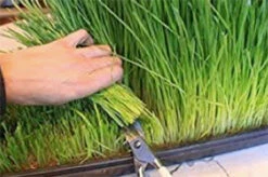 Wheatgrass For Juicing -Parkseed Shop wheatgrass web 03