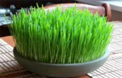 Wheatgrass For Juicing -Parkseed Shop wheatgrass web 04