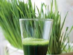 Wheatgrass For Juicing -Parkseed Shop wheatgrass web 05