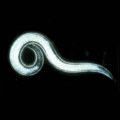 PREDATORY NEMATODES