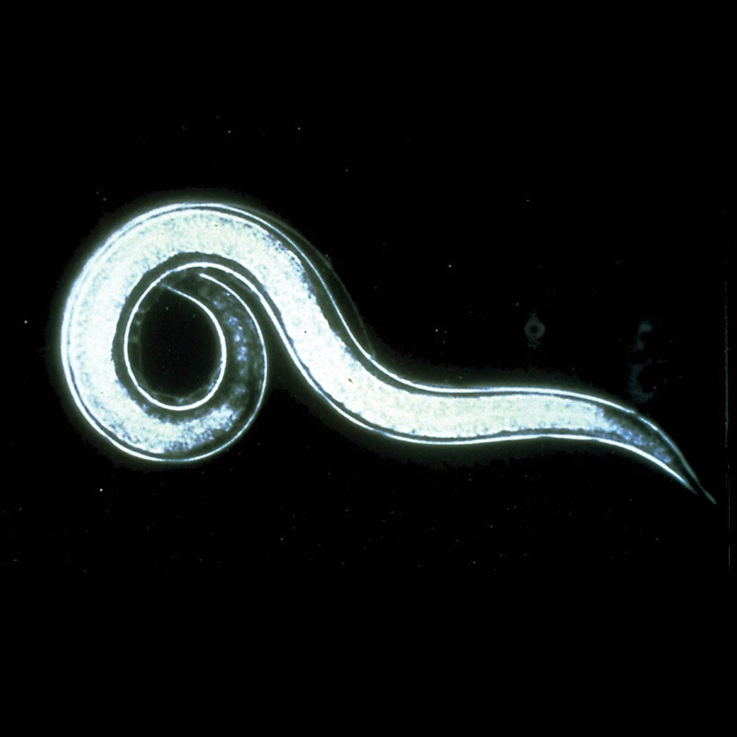 PREDATORY NEMATODES 3 PREDATORY NEMATODES